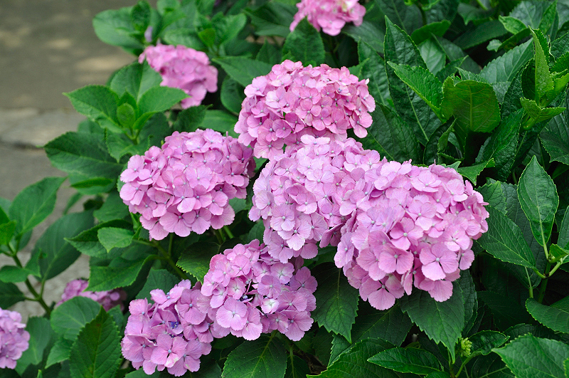 image0226