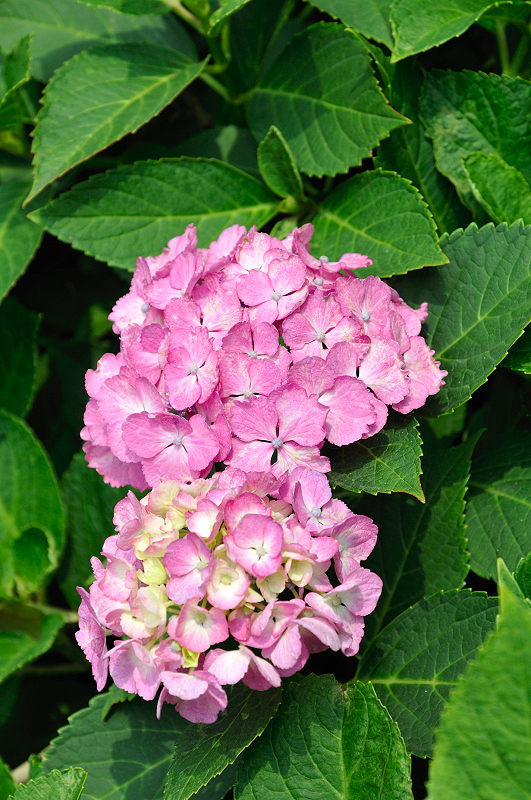 image0229