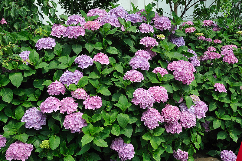 image0230