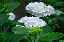image0185