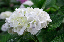 image0190