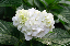 image0191