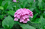 image0192