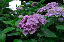 image0194