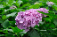 image0199