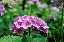 image0207