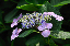 image0212