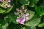 image0215