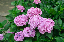 image0226