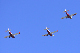 image0242