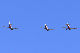 image0250