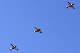 image0435