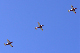 image0437