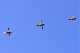 image0438