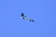 image0703