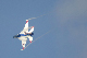 image0339