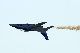 image0694