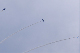 image0274