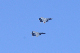 image0530