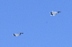 image0532