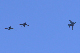 image0778