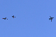 image0779