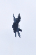 image0391