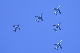 image0262