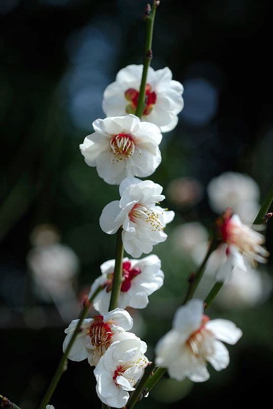 image0108