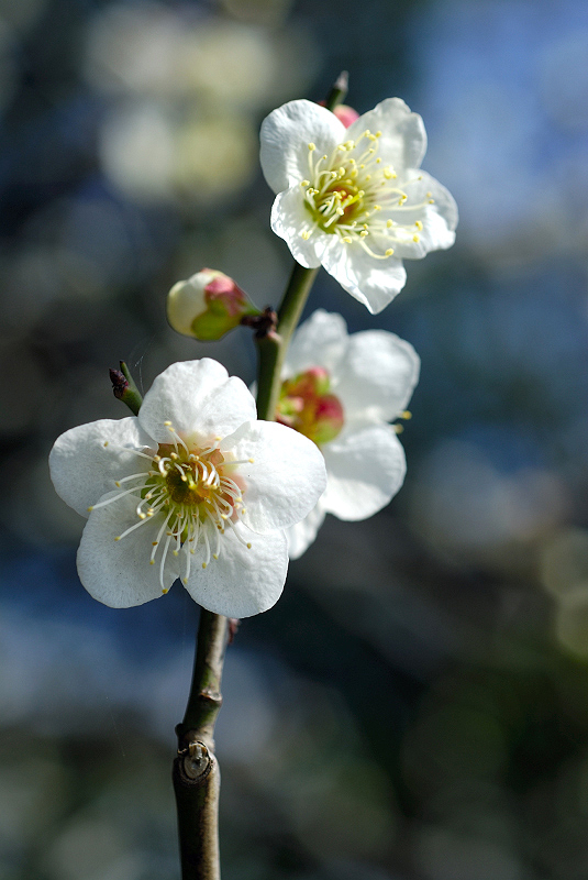 image0123