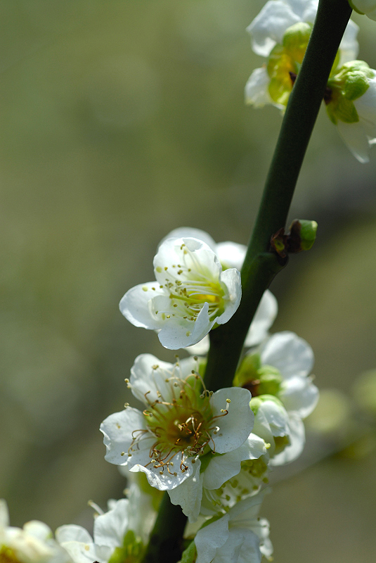 image0091