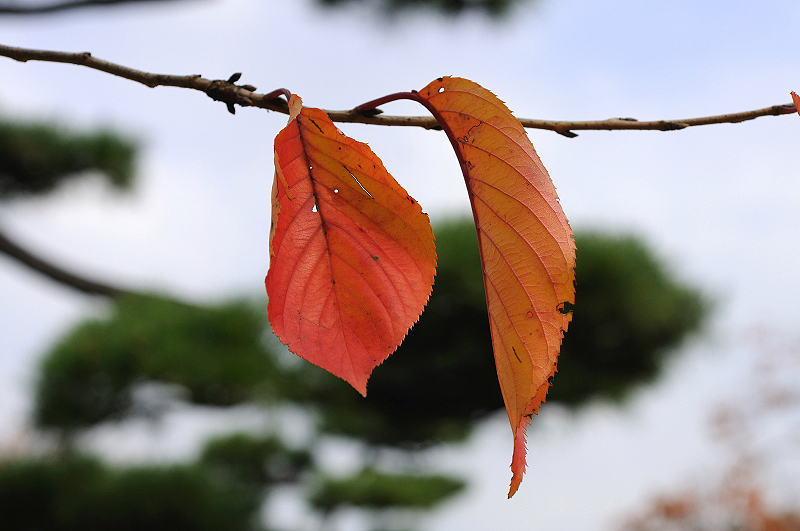 image0137
