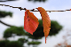 image0137