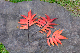 image0148
