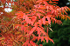image0154