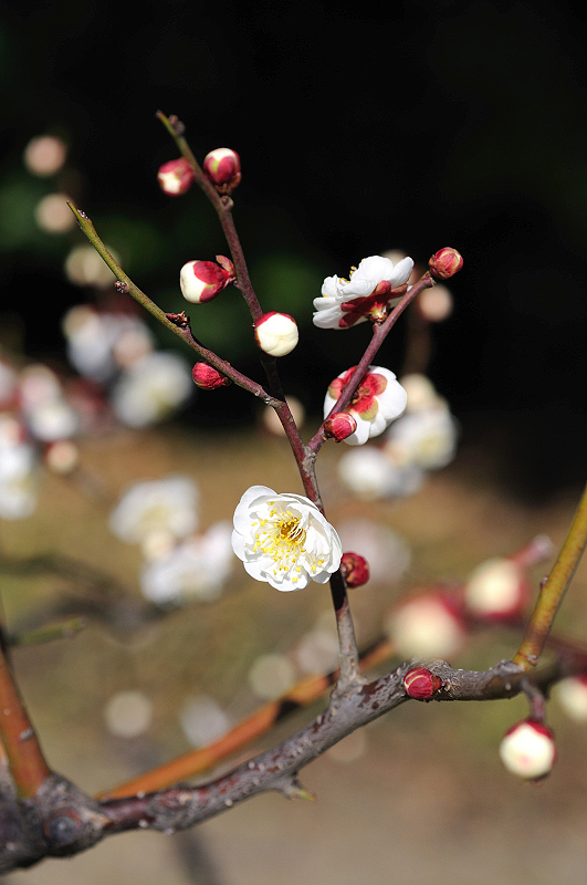 image0147