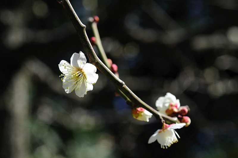 image0132