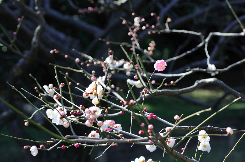 image0155