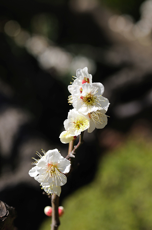 image0172