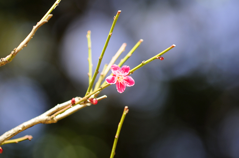 image0198