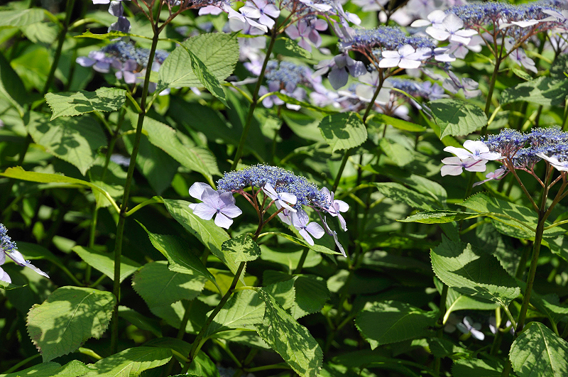 image0204