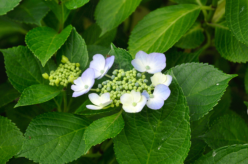 image0214