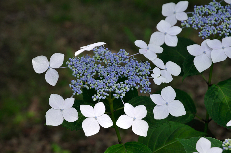 image0218