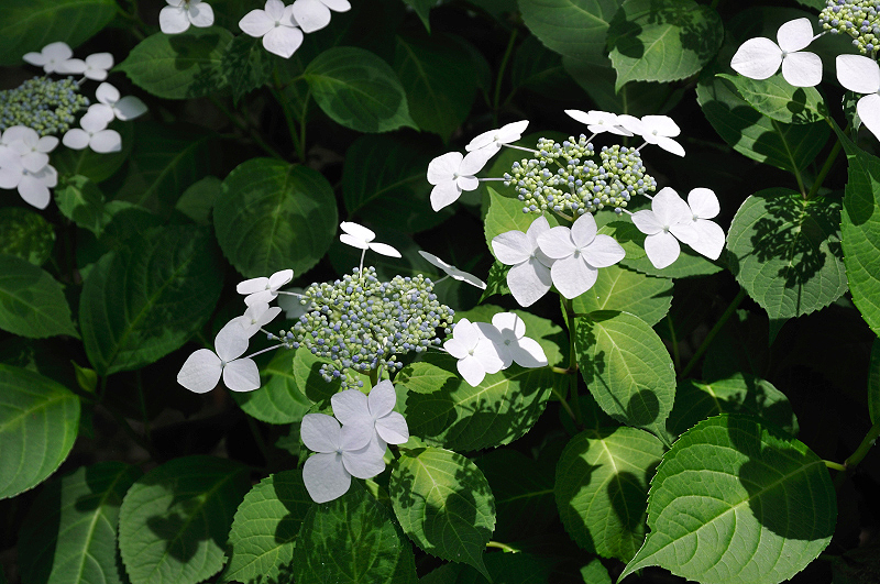 image0221