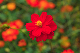 image0153