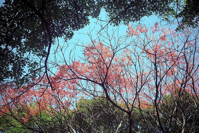 image0068