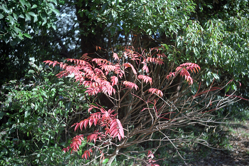 image0069