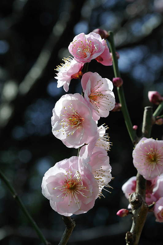 image0155