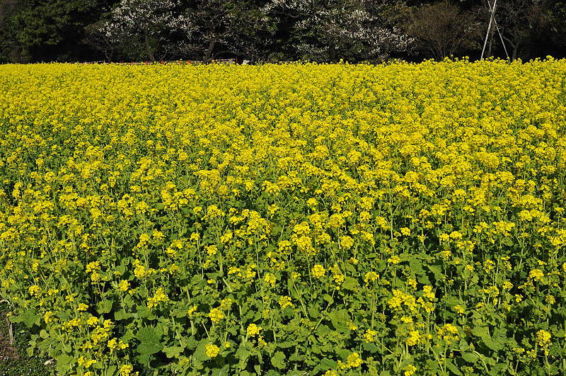 image0253