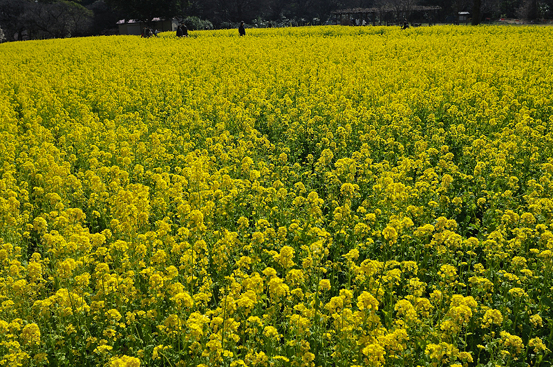 image0259